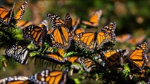Mariposas monarcas (Danaus plexippus)