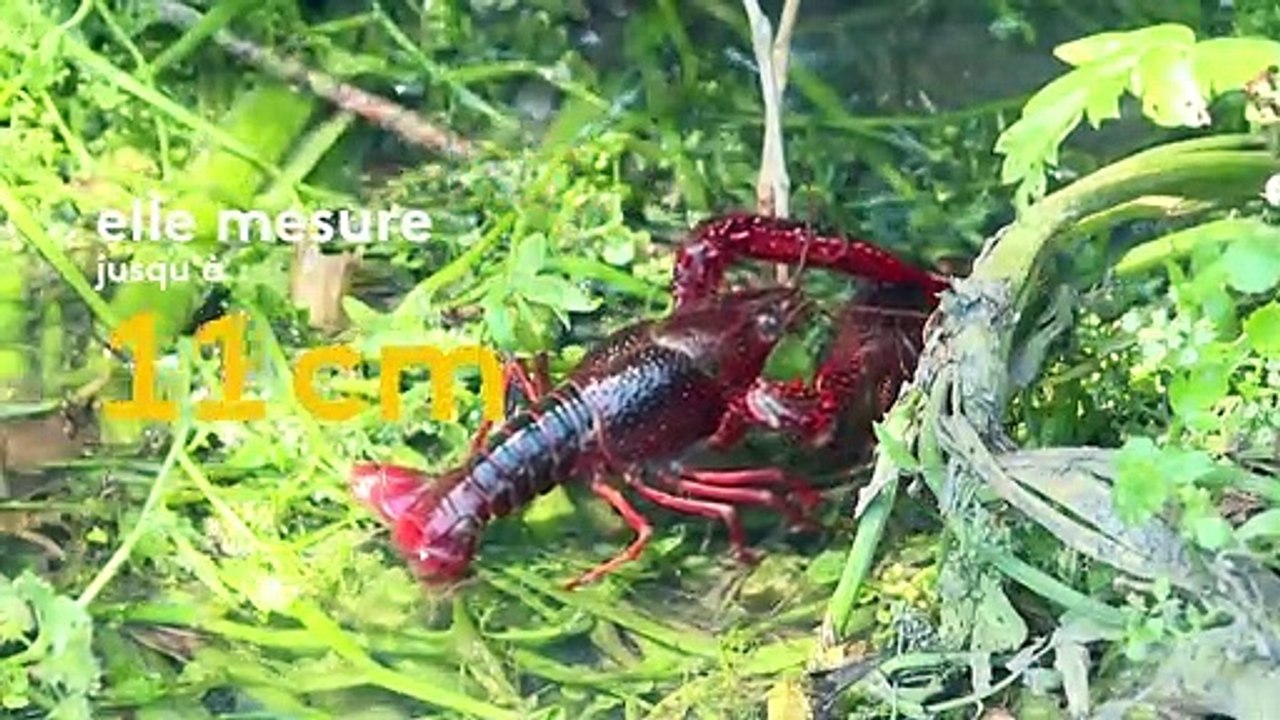 L’écrevisse de Louisiane, belle et dangereuse