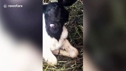 Cyclops lamb with one eye born on farm in Indonesia