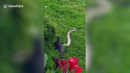 Monitor lizard eats python after tussle on river bank in Singapore