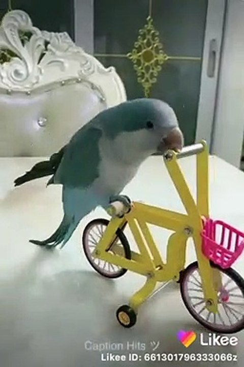 Sweet bird.♥