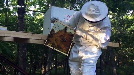 Hive mind: Watch how a guy moves bees into their new home