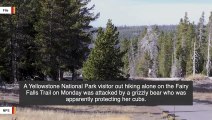 Yellowstone Grizzly Bear Attacks Tourist While Apparently Protecting Cubs