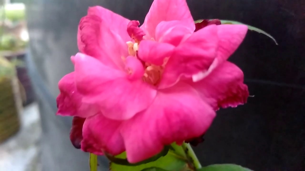 খুব সহজে গোলাপ গাছের চারা তৈরির পদ্ধতি।  গোলাপ গাছের কাটিং