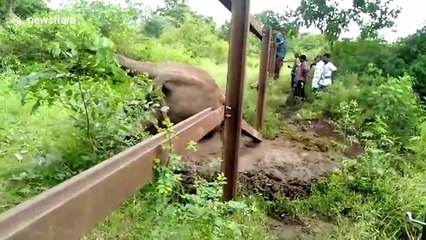 Forest officials rescue wild elephant trapped in iron fencing in southern India