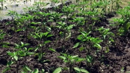 As piores inundações da Ucrânia em 12 anos