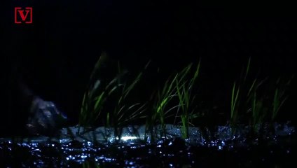 Vietnamese Rice Farmers Plant at Night to Avoid Soaring Daytime Temperatures