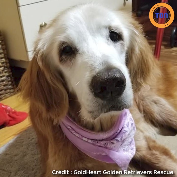 Le chien le plus âgé  du monde fête son anniversaire !