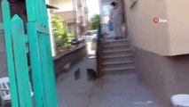 Sokak kedileri mobilya ustasının yolunu gözlüyor