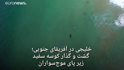 خلیجی در آفریقای جنوبی؛  گشت و گذار کوسه بزرگ زیر پای موج‌سواران
