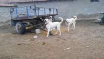 ADAMCI AKBAS COBAN KOPEKLERi AMAN VERMiYOR - ANGRY ANATOLiAN SHEPHERD AKBASH DOG