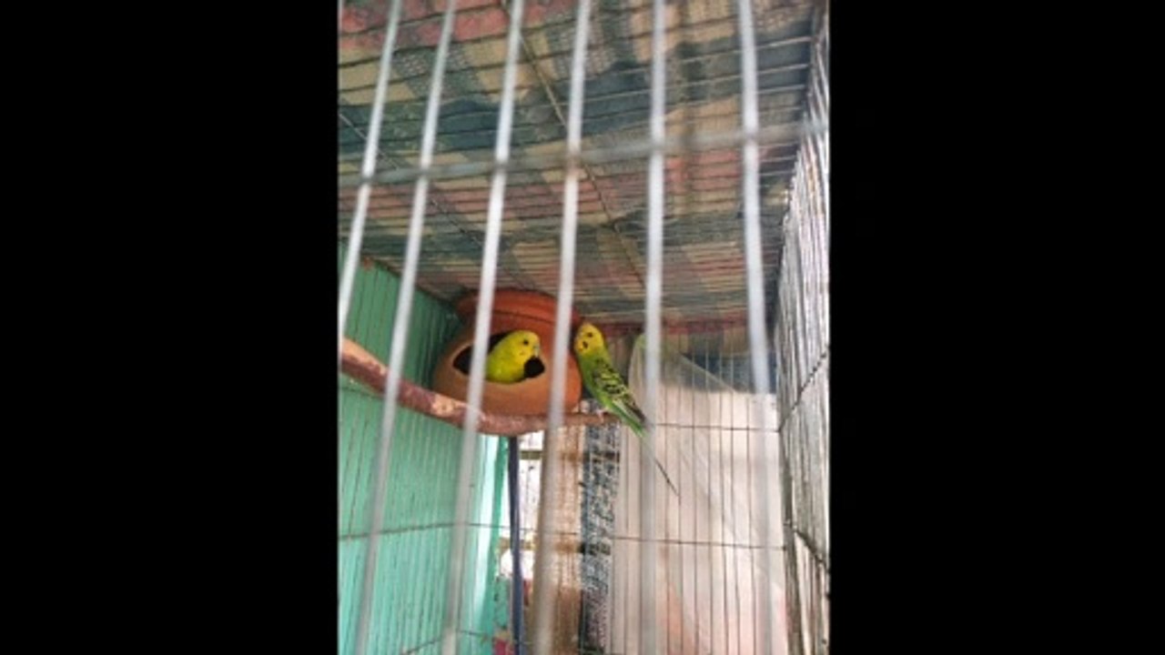 Bajrigar Bird