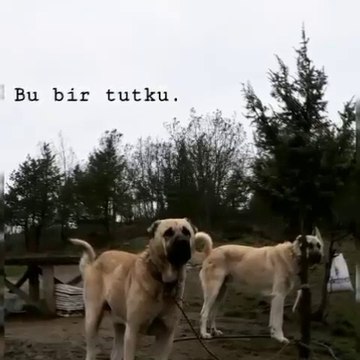 ADAMCI ANADOLU COBAN KOPEKLERi BAHCEDE - ANATOLiAN SHEPHERD DOGS in GARDEN