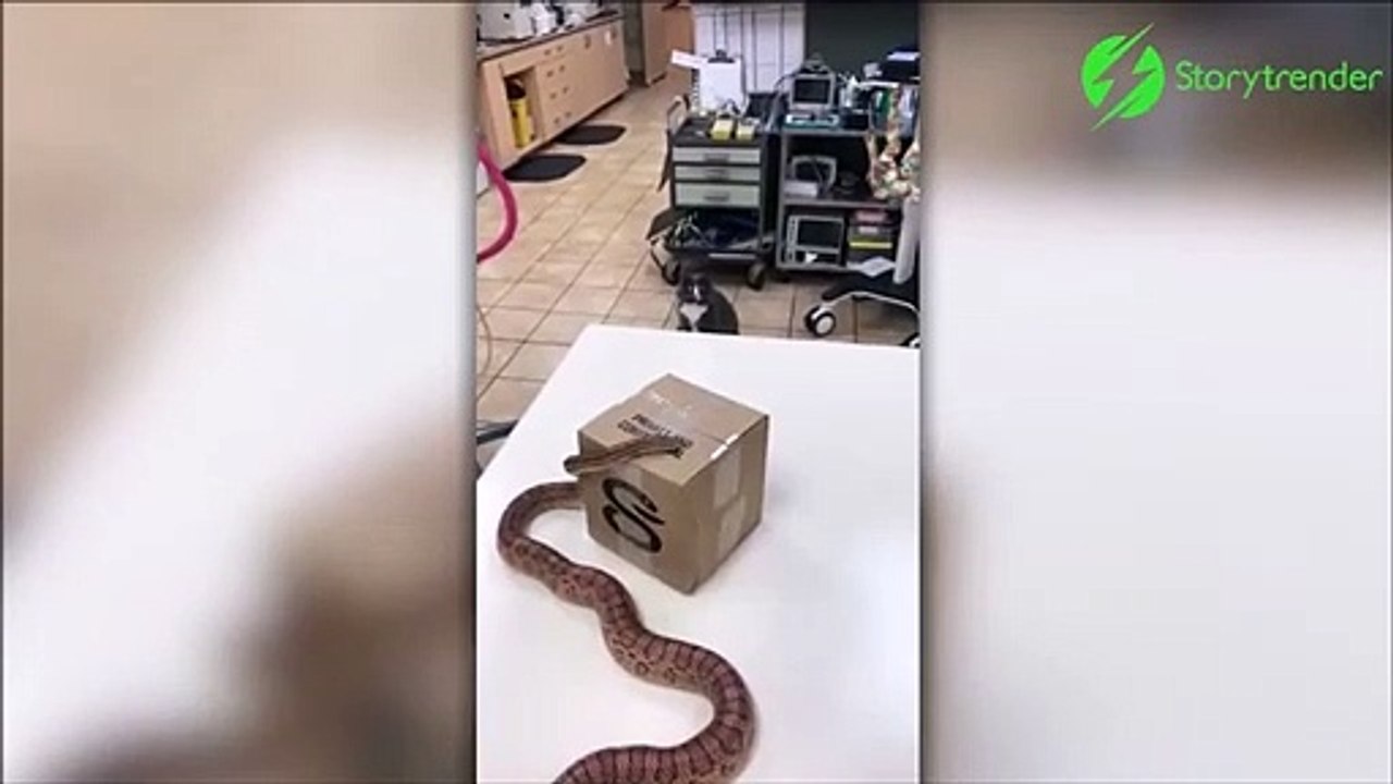 Un chat face à un serpent énorme... regardez un peu la tête qu'il fait