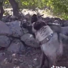 KANGAL KOPEKLERiNiN LiDER KiM GUC YOKLAMASI - ANATOLiAN SHEPHERD KANGAL DOGS