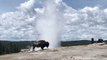 Un bison devant un geyser : quoi de plus beau