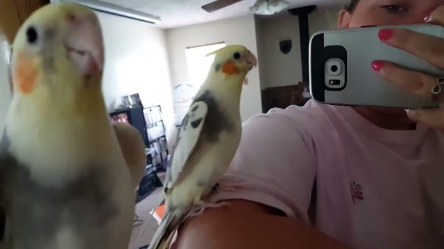 Ce perroquet chante la musique de Mario