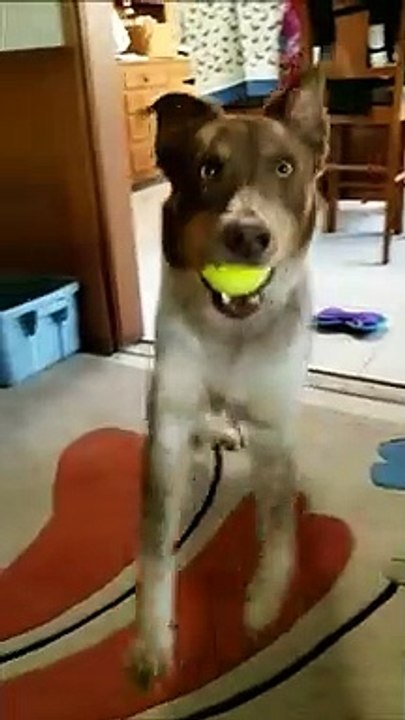 Ce chien fait des pas de danse pour montrer qu'il veut jouer