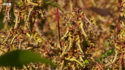 Preventing a plague | Fighting Kenya's locusts |
