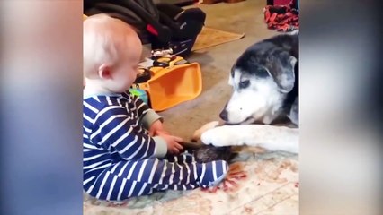 Adorable Babies Playing With Dogs - Popo Clips