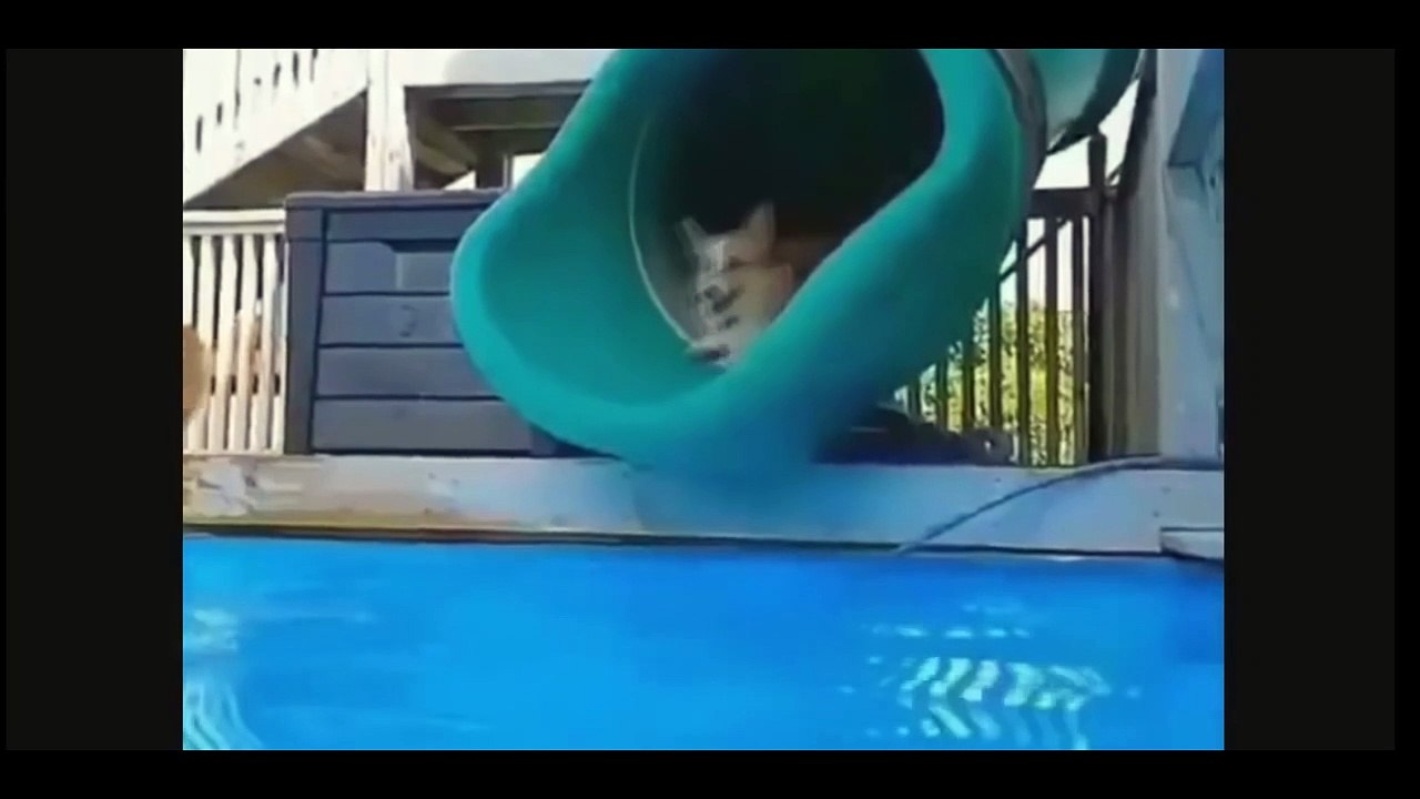 Si te ríes pierdes | 5 minutos de pura risa #15