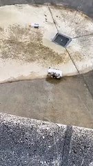 Rescuing an Opossum from Skate Park Bowl