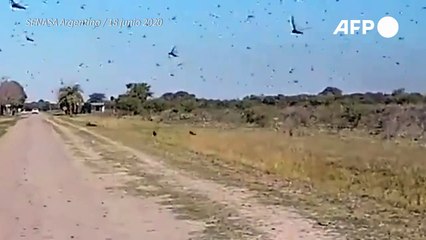 Argentina intenta contener una plaga de langostas