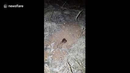 Giant burrowing cricket found in South Africa