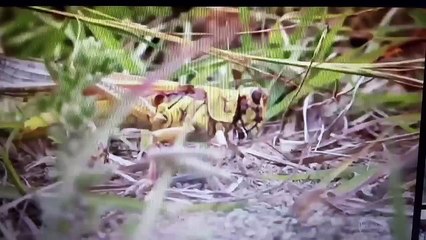 INFESTAÇÃO DE GAFANHOTOS SEM PRECEDENTES EM VÁRIAS PARTES DO MUNDO.