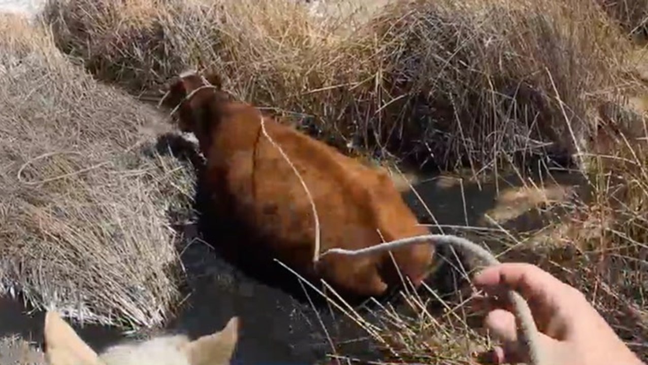 Cowboys Saddle Up And Herd Cattle Across Deep Mud