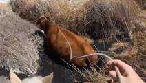 Cowboys Saddle Up And Herd Cattle Across Deep Mud