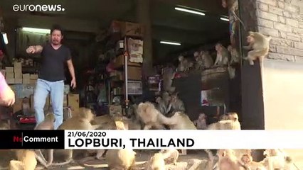 Une ville de Thaïlande envahie par les macaques contre-attaque