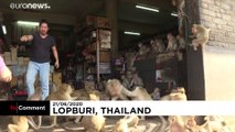 Lopburi, Stadt der Affen