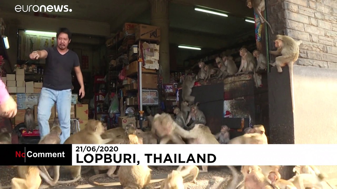 Lopburi, Stadt der Affen