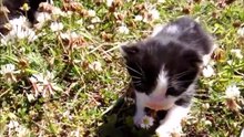 Four Weeks Black and White Kittens Day Out In The Garden