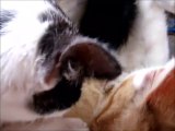 Loud Purr of Two Kittens While Milking 2 Cats Ginger and White