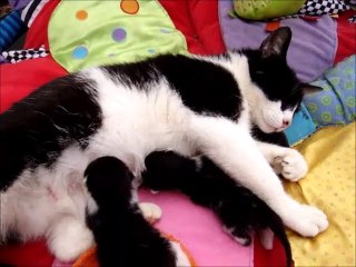 Mommy Cat Feeding  Her 48 Hours New Born Kittens