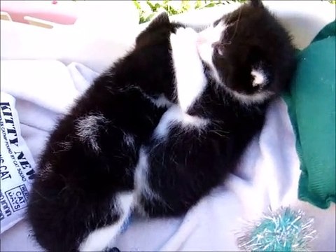 Two Black and White Kittens Lazy in Pet Bed
