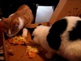 Two Kittens 2 Cats 5 Months Old Ginger White Eating Pizza and Cake