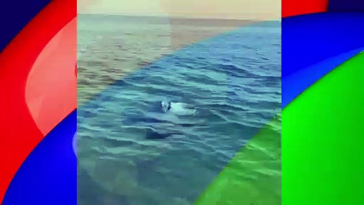 Perro y Delfin