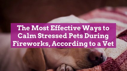 The Most Effective Ways to Calm Stressed Pets During Fireworks, According to a Vet