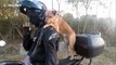 Pet dog learns to ride on owner's shoulders during motorcycle rides