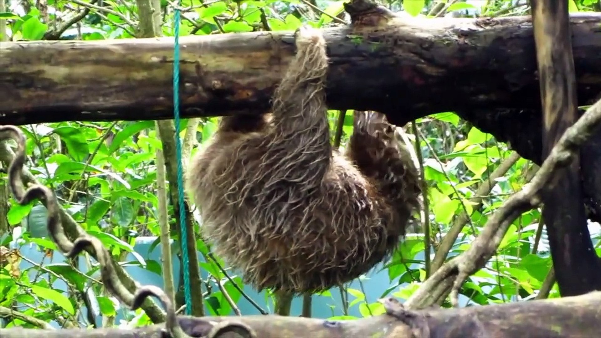 Xenarthrans – Anteater, Sloth, Armadillo Sounds Videos and Photos _ Educational