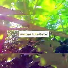 Welcome to my garden of grapes