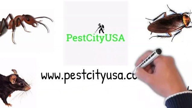 Pest Control Services in Detroit - Do you have unwanted intruders at home ?