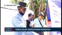 Bisnis Sukses Ternak Kelinci, Dengan Pakan Fermentasi