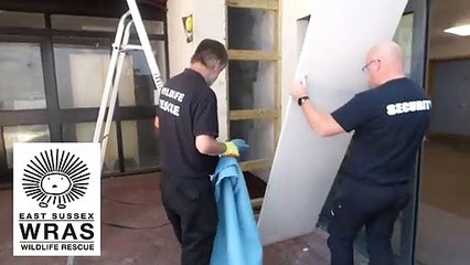 Fox cub with plastic round head Eastbourne 25th June 2020   rescue