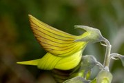 Ces fleurs australiennes ressemblent trait pour trait à des oiseaux