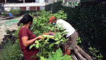 Korban PHK Kini Sukses Berbisnis Sayuran Organik