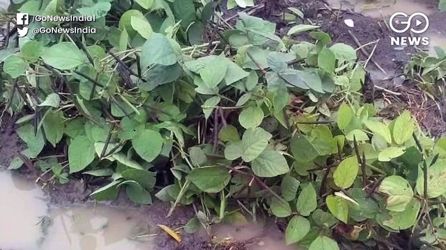 आकाशीय बिजली गिरने से चार राज्यों में अब तक 135 मौतें